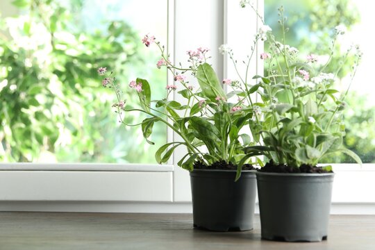 Blooming plants in pots near window indoors. Space for text
