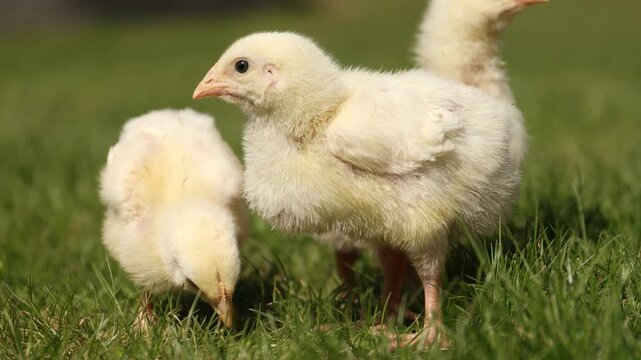 Cute baby chicks on green grass outdoors