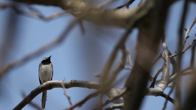 Beautiful wagtail bird on tree against blue sky, low angle view