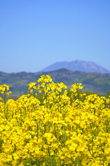 Obraz premium 小布施橋付近から眺めた満開に咲く菜の花（長野県小布施町）