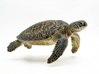 Fototapeta premium Graceful Green Sea Turtle Swimming Profile on White Background