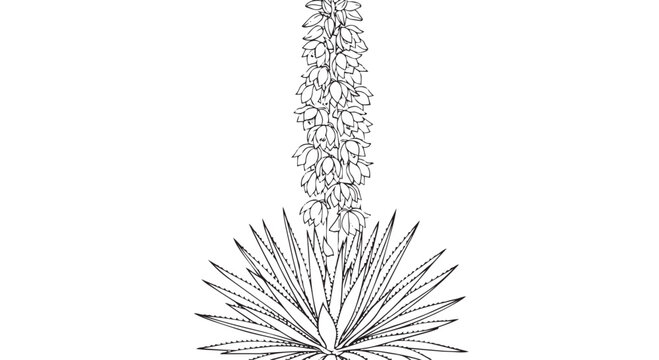 Yuca plant with flower