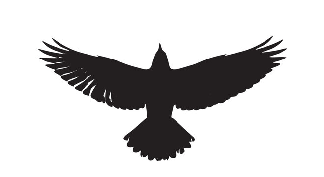 Black bird flying with outstretched wings