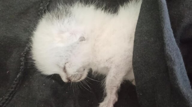 A white kitten rests quietly while feeling unwell, showing a gentle and vulnerable moment of a young pet animal