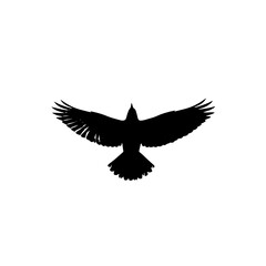 Fototapeta premium Black bird flying with outstretched wings