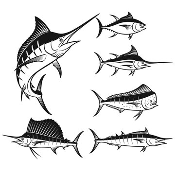 Big Game Fishing Illustration: Marlin, Sailfish, Tuna, Swordfish, Wahoo