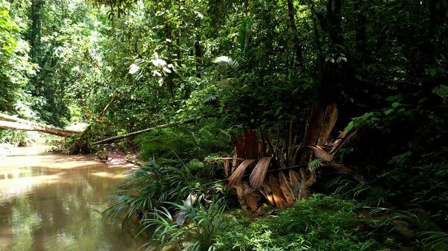 A large, dead and brown colored palm leaf gives a tropical feeling while moving through a tropical stream