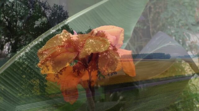 Central orange flower moving forward reflections shifting leaf brightening wing crossing car moving