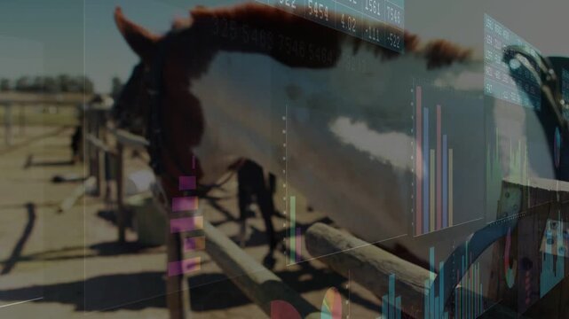 Data charts appearing, horse coming to rail, muzzle sliding, sniffing and investigating fence