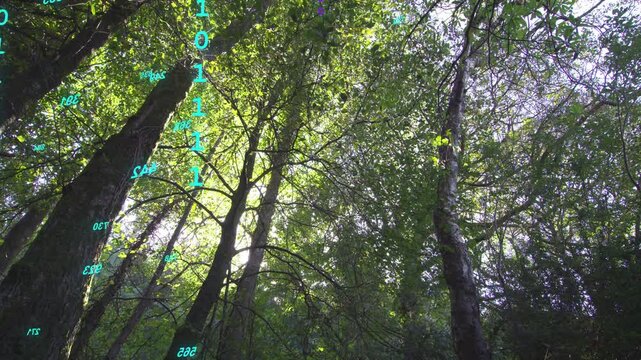 Sunlight sparking cyan digits forming and descending in canopy, numbers gathering and showing data