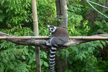 a ring tailed lemur sit on the branch in the zoo © young
