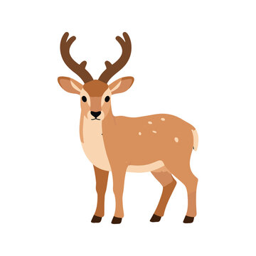 Illustration of a cute deer with brown antlers isolated on white background