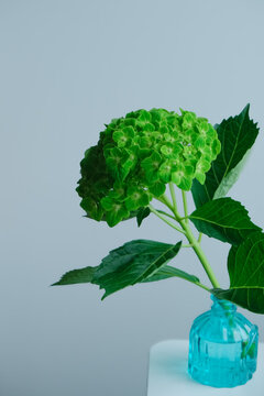 Green hydrangea stem with large leaves arranged in a small blue glass vase against a plain gray background.