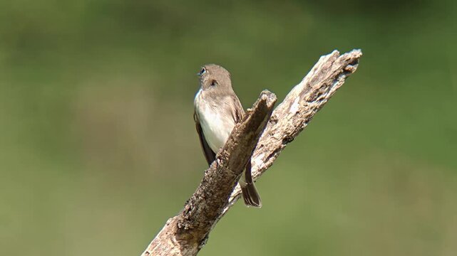 Close up of a small flycatcher songbird perched alertly on a dry broken tree branch against a blurred green background in natural habitat