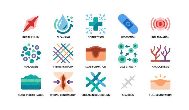 Wound healing icons illustrating stages of tissue repair