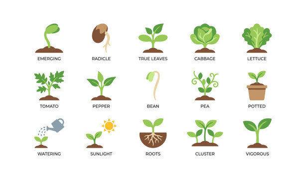 Plant growth icons showing seedling stages on white background