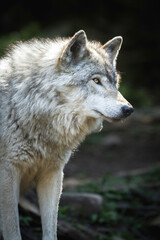 Fototapeta premium Gray wolf stands on rocky terrain. Its thick fur shows warm sunlight. Eyes gaze steadily toward the viewer. The scene feels wild and natural. 