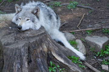 Obraz premium Gray wolf rests on a weathered tree stump. Its eyes are half-lidded, showing calmness. Soft forest light illuminates the wolf's fur. The ground is covered in dirt and green plants