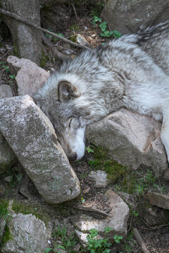Gray wolf rests peacefully on mossy rocks. Its eyes are closed, showing deep sleep, capturing tranquility in wildlife and the fragility of nature.