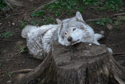 Gray wolf rests on a weathered tree stump. Its eyes are half-lidded, showing calmness. Soft forest light illuminates the wolf's fur. The ground is covered in dirt and green plants