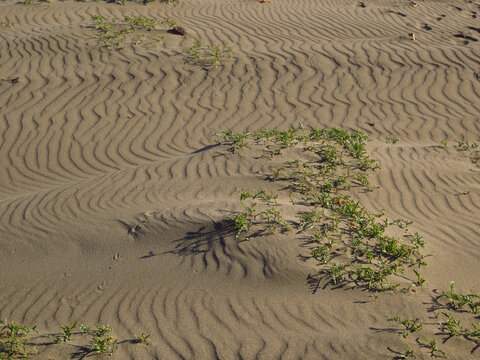 Sand Dunes Rippling Lines with Plants