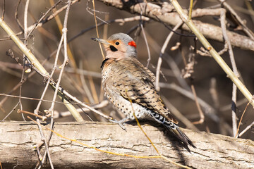 Naklejka premium Male northern flicker or common flicker (Colaptes auratus) in spring