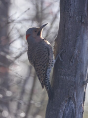 Naklejka premium Male northern flicker or common flicker (Colaptes auratus) in spring