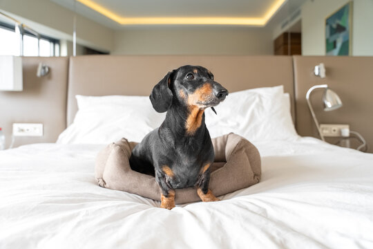 Black and tan dachshund lying comfortably on a neatly made hotel bed in a modern room creating a cozy pet travel portrait with calm indoor atmosphere