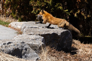 Fototapeta premium Mother Fox hunting squirrels in spring