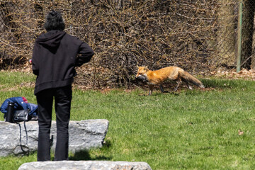 Fototapeta premium Mother Fox hunting squirrels in spring