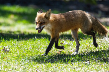 Fototapeta premium Mother Fox hunting squirrels in spring