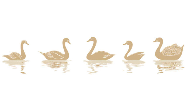 Illustration of five swans on water with reflections, monochromatic style on a white background