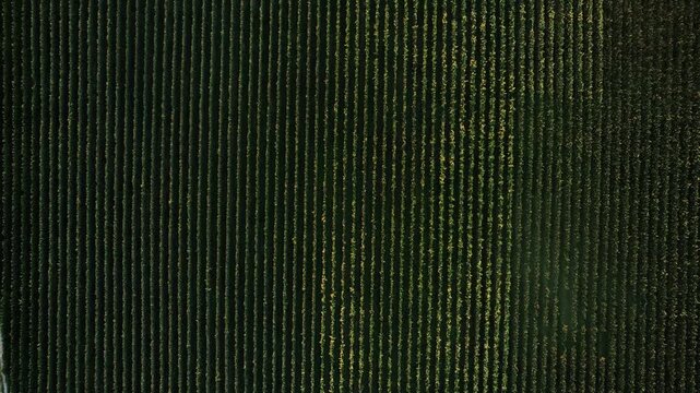 Neatly aligned grapevines under subdued hue. Precise planting with dense foliage and uniform patterning