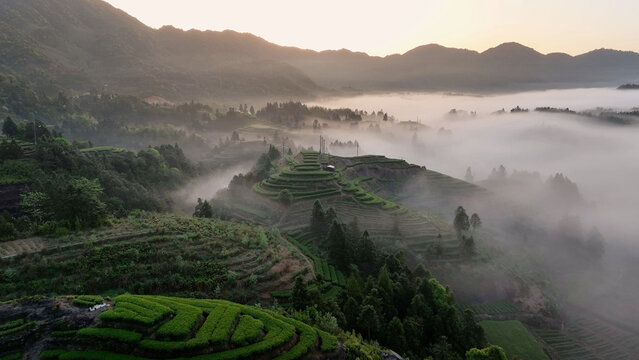 Terraced tea fields and rolling hills shrouded in morning mist at sunrise