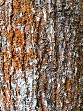Abstract texture of tree bark with orange lichen and moss