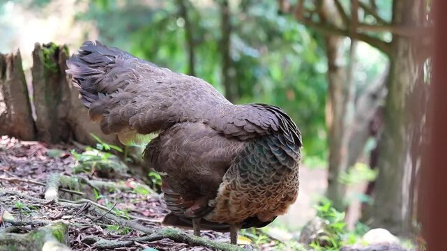 female peafowl preening in the park, female peafowl with back tail feathers up, indian peafowl in natural environment habitat