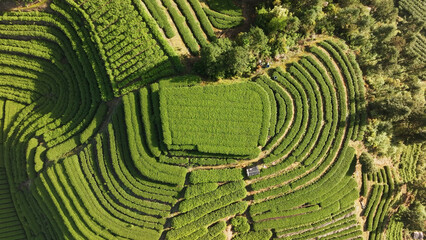 Aerial view of terraced tea plantations with layered green ridges and lush vegetation © zhu difeng