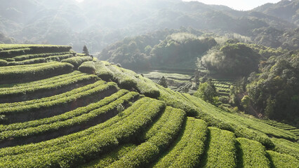 Fototapeta premium Wuyi Mountain terraced tea plantations bathed in morning light with misty hills and lush greenery