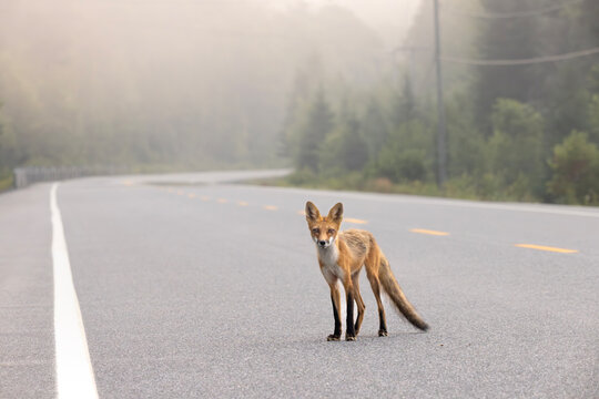 Foggy early morning red fox Vulpes vulpes standing on roadway in Algonquin Provincial Park Ontario Canada