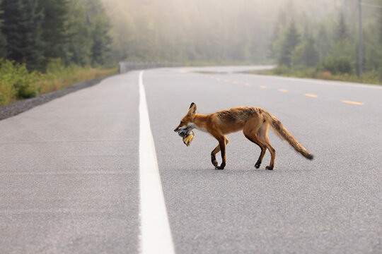 Red fox Vulpes vulpes carrying freshly harvested roadkill off highway onto shoulder of road in Algonquin Provincial Park Ontario Canada