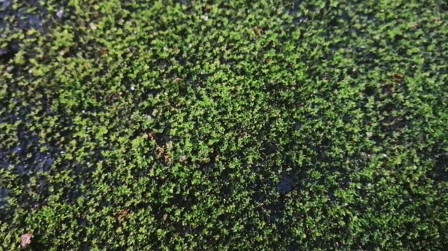 Green mossy floor behind the house in the clear morning days. Beautiful nature landscape background.