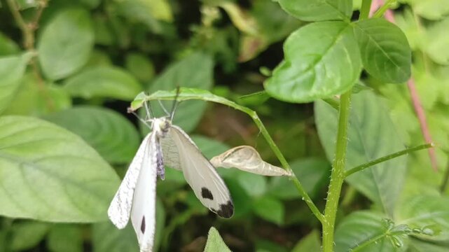 Macro fauna: Psyche butterfly or wandering white (Leptosia nina) newly hatched from its cocoon. This small butterfly from the Pieridae family has white wings with black spots and flies low and slowly 