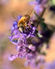honey bee collecting nectar on purple lavender flowers © TANIA