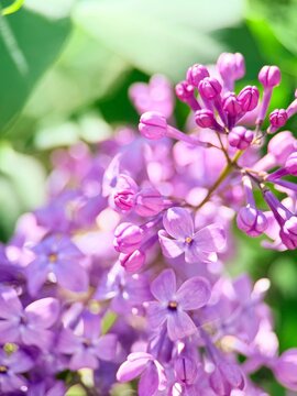 Macro shot of Syringa vulgaris blossoms