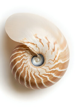 Intricate spiral pattern of a nautilus shell with central chamber