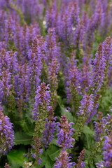 Obraz premium Purple sage flowers in full bloom forming a dense floral sea captured in close-up