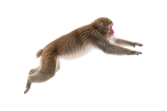 Japanese macaque monkey leaping in midair with dynamic motion, isolated on white background, showcasing agility, strength, and natural wildlife behavior