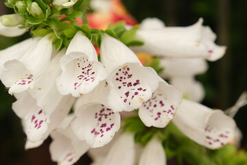 White foxglove flowers in close-up with purple speckles on petals and delicate stamens © 95R17