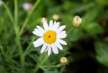 Obraz premium Single White Daisy Flower Blooming in the Green Meadow