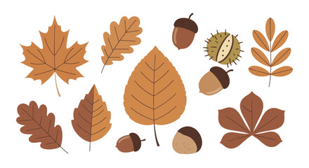 Autumn leaves and acorns collection illustration. © Ndog